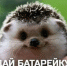 Уфа присоединилась к акции «Ёжики должны жить!» - БСТ