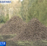 В Давлекановском районе заканчивают уборку сахарной свёклы - БСТ