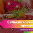 Приходите на ярмарку за свежими сельскохозяйственными продуктами - Администрация гор.округа Уфа