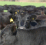 В Башкирии система идентификации животных позволяет отследить происхождение продукции - Башинформ