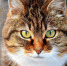 pixabay.com - Tdnu.Ru