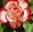 https://pixabay.com/ru/ - Tdnu.Ru