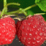 pixabay.com - Tdnu.Ru