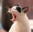https://pixabay.com - Tdnu.Ru