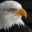 https://pixabay.com - Tdnu.Ru