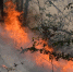 Молодогвардейцы помогают в тушении пожаров в Башкирском государственным природном заповеднике - Молодая Гвардия