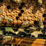 honey - News102.Ru