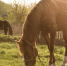 horse - News102.Ru