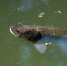 fish - News102.Ru