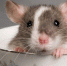 rat - News102.Ru