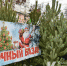 Управление Россельхознадзора по Республике Башкортостан проводит рейды по елочным базарам - Россельхознадзор