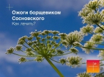 Борщевик