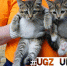 котята - News102.Ru