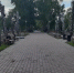 В самом грязном городе Башкирии спилили березовую аллею в центре города - Mkset.Ru