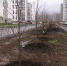 В микрорайоне Кузнецовский затон в Уфе появилась Аллея «Ростелекома» | ГТРК «Башкортостан» - ГТРК Башкортостан