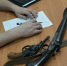 Магнитогорца задержали за убийство полугодовалой косули в Башкирии - ProUral.Info