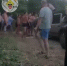 Появилось видео как толпа мужчин поднимает дерево, раздавившее машину в Башкирии - Mkset.Ru