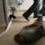 В Башкирии сняли на видео разборки осужденных с охраной исправительного центра - Newsbash.Ru