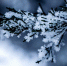 frozen-branch-of-a-tree - News102.Ru