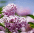 closeup-of-a-beautiful-branch-of-a-lilac-tree-growing-in-a-forest - News102.Ru