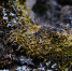 closeup-shot-of-wet-green-moss-growing-on-a-stone - News102.Ru