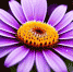 a-purple-flower-with-a-yellow-center - News102.Ru