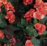 market-concept-with-colorful-flowers - News102.Ru