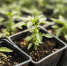 high-angle-plants-black-pots - News102.Ru