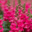 pink-snapdragon-flower-is-beautiful-bloom-flower-garden - News102.Ru
