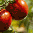 selective-focus-shot-of-riped-red-tomatoes - News102.Ru