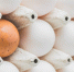 brown-egg-in-white-ones - News102.Ru