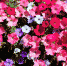pink-red-white-and-violet-flowers-in-garden - News102.Ru