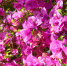 flower-spring-group-of-objects-backgrounds-nature - News102.Ru
