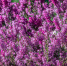selective-focus-shot-of-purple-heather-flowers-on-the-field-at-daytime - News102.Ru