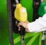 man-putting-gasoline-fuel-into-his-car-in-a-pump-gas-station - News102.Ru