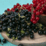 side-view-red-currants-in-a-bowl-with-black-currants-on-a-blackboard-on-a-light-blue-background - News102.Ru