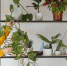 young-woman-gardening-at-home - News102.Ru
