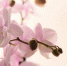 beautiful-blooming-orchid-isolated-on-white-pink-orchid-flower - News102.Ru