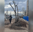 "Угробили деревья": уфимцы пожаловались на кронирование берёз на улице Менделеева | ГТРК «Башкортостан» - ГТРК Башкортостан