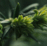 purple-beautiful-flower-bloom (1) - News102.Ru