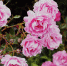 роза розы rose - News102.Ru