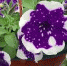 Буйное цветение петунии с ранней весны до поздней осени: техника черенкования для роскошных кустов - Newsbash.Ru