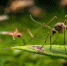 2151365297_komar - News102.Ru