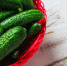 1213_cucumber - News102.Ru