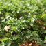 2148573865_potatoes - News102.Ru