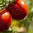 selective-focus-shot-of-riped-red-tomatoes - News102.Ru