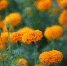 170_barhatcy - News102.Ru
