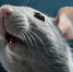2150760660_mouse - News102.Ru