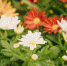 close-up-colorful-chrysanthemum-flowers-garden - News102.Ru