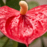 3910_anthurium - News102.Ru